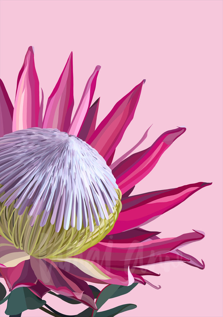 Pink King Protea Limited Edition Print