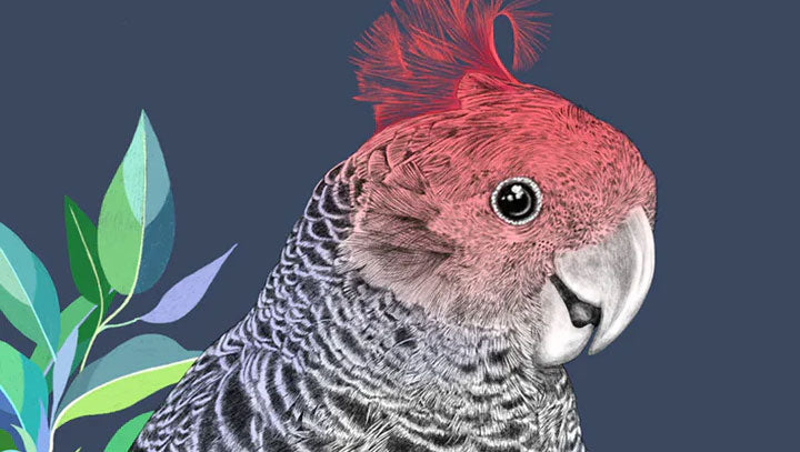 Gang Gang Cockatoo