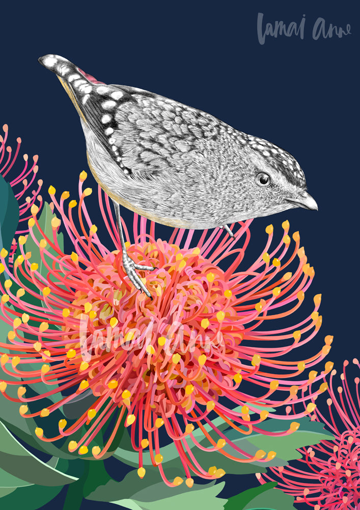 Spotted Pardalote and Leucospermum Fine Art Print