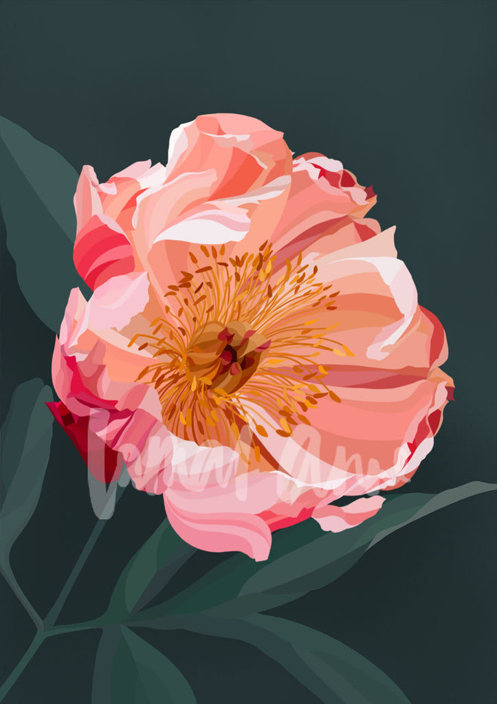 Coral Peony Limited Edition Print