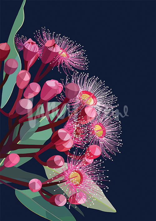Flowering gum on navy background Limited Edition Print