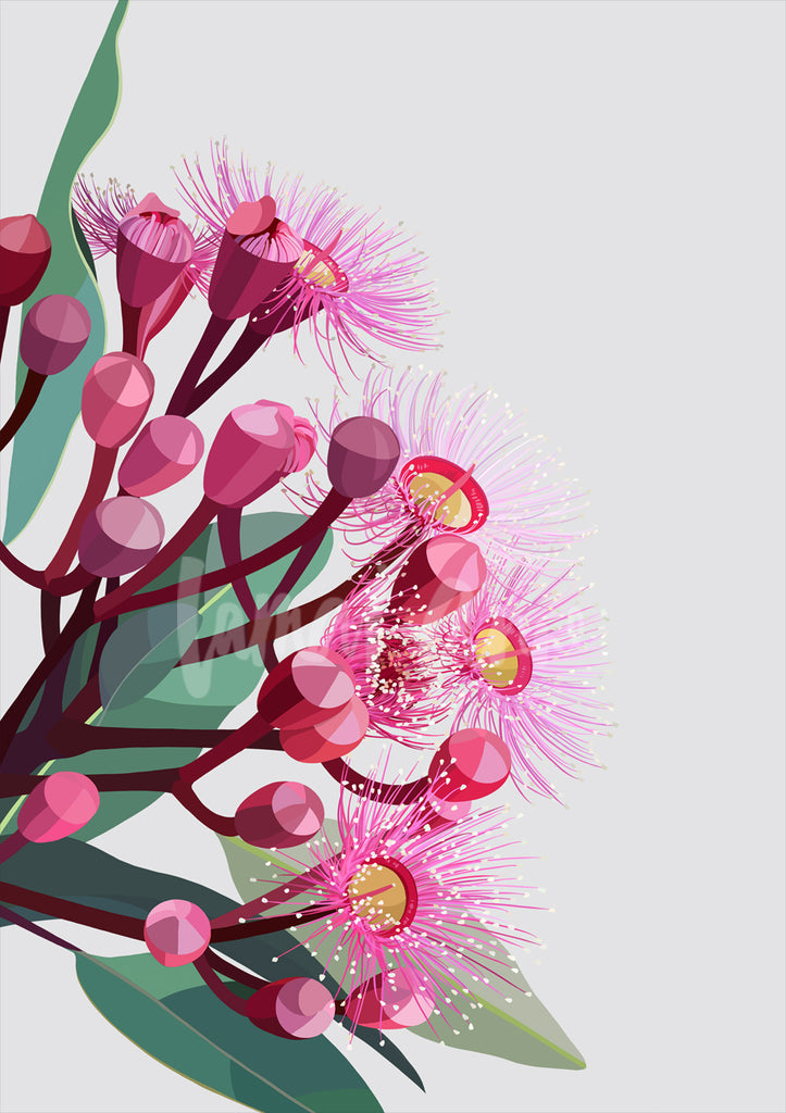 Flowering gum on grey background Limited Edition Print