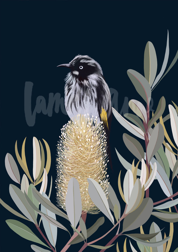 New Holland Honeyeater in a Banksia Tree Limited Edition Print