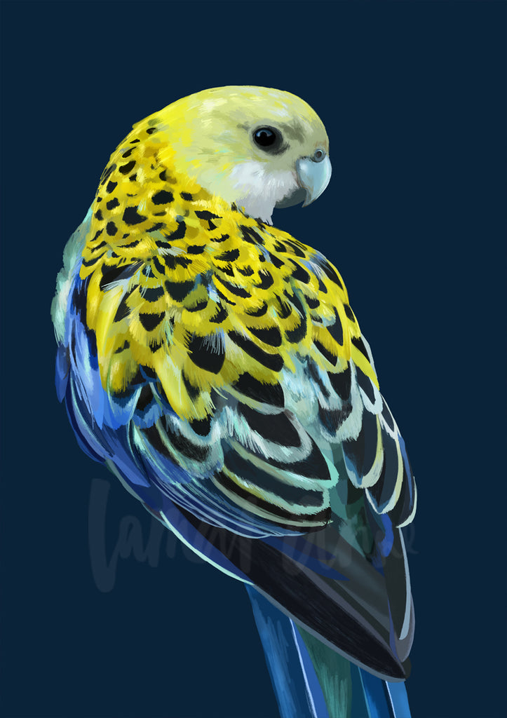 Pale Headed Rosella on Navy Limited Edition Print
