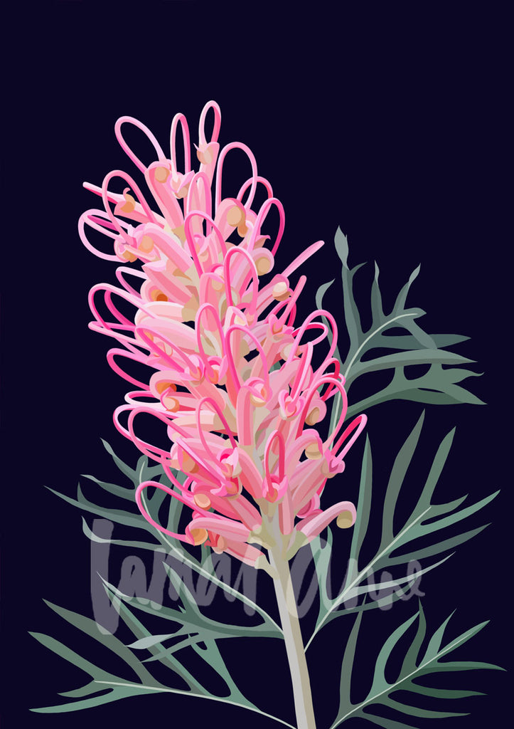 Pink Grevillea Limited Edition Print