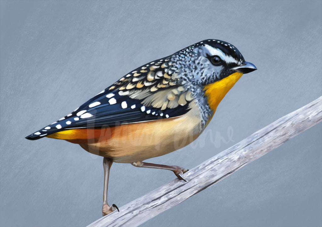 Spotted Pardalote Limited Edition Print